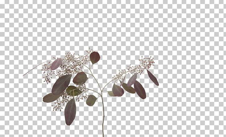 Cut Flowers Berry Red Shades Of Orange PNG, Clipart, Berry, Branch, Coppertips, Cut Flowers, Dye Free PNG Download