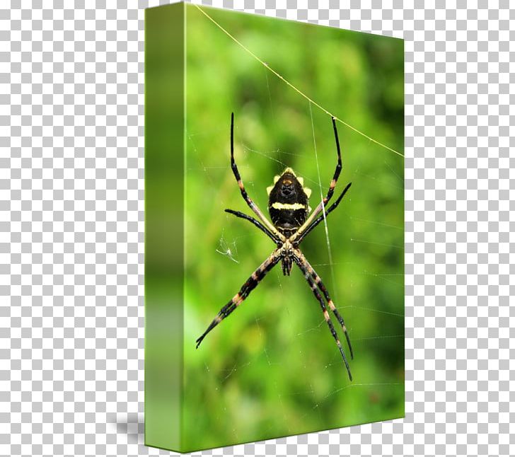 European Garden Spider Argiope Insect Photography PNG, Clipart, Angulate Orbweavers, Arachnid, Araneus, Argiope, Arthropod Free PNG Download