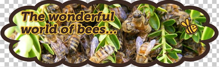 Honey Bee Bee Pollen Worker Bee Beehive PNG, Clipart, Animal Source Foods, Apitoxin, Bee, Beehive, Bee Pollen Free PNG Download