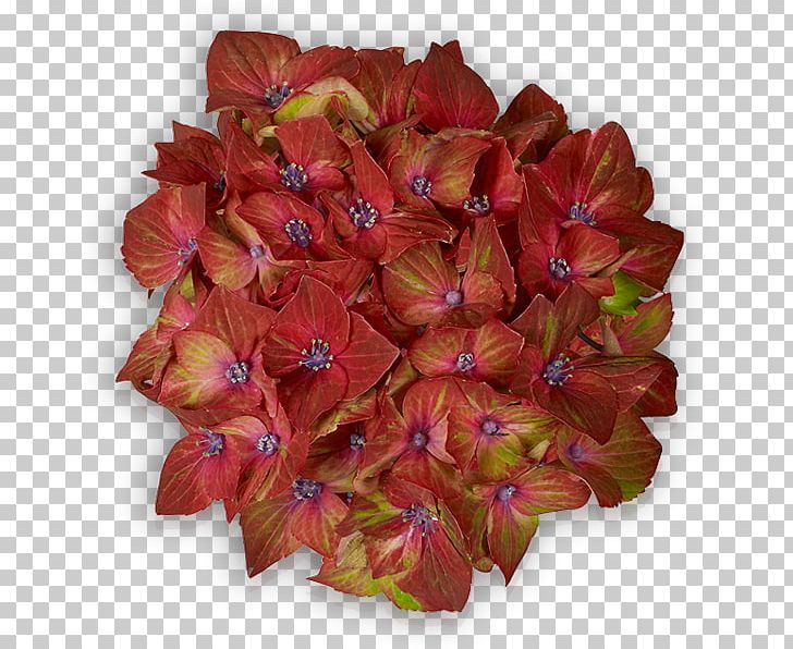 Petal Cut Flowers Leaf PNG, Clipart, Cut Flowers, Flower, Leaf, Petal, Plant Free PNG Download