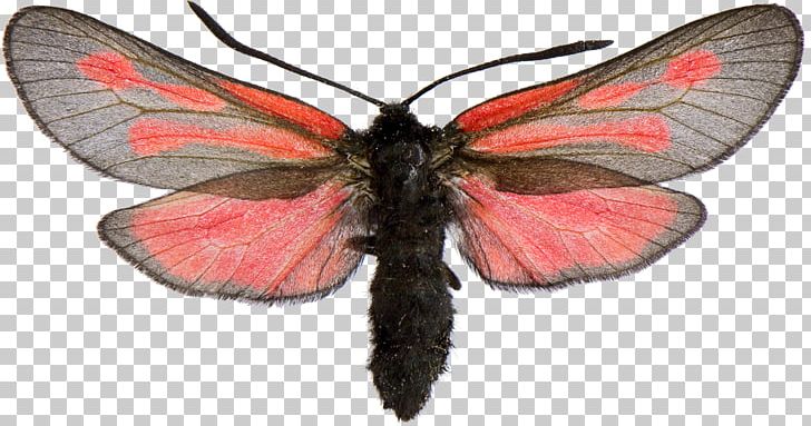 Brush-footed Butterflies Zygaena Osterodensis Burnet Moths Zygaena Alluaudi PNG, Clipart, Arthropod, Bombycidae, Brush Footed Butterfly, Butterflies And Moths, Butterfly Free PNG Download