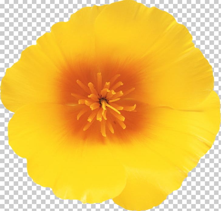 California Poppy Wildflower Oyster PNG, Clipart, California Poppy, Cicek, Cicek Resimleri, Eschscholzia, Eschscholzia Californica Free PNG Download