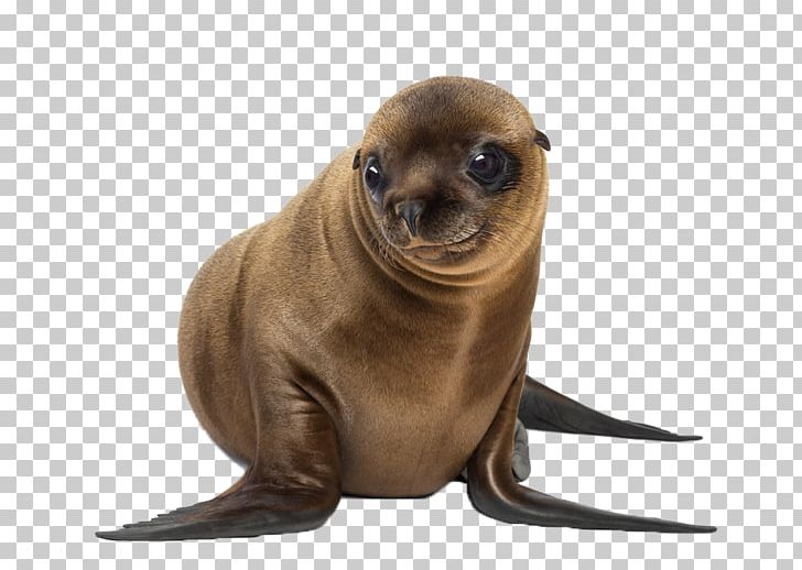 California Sea Lion Galxe1pagos Sea Lion UCLA Anderson School Of Management Japanese Sea Lion PNG, Clipart, Animal, Animals, Brown, Chital, Fauna Free PNG Download