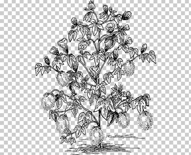 Cotton Plant PNG, Clipart, Artwork, Black, Black And White, Branch, Cotton Free PNG Download