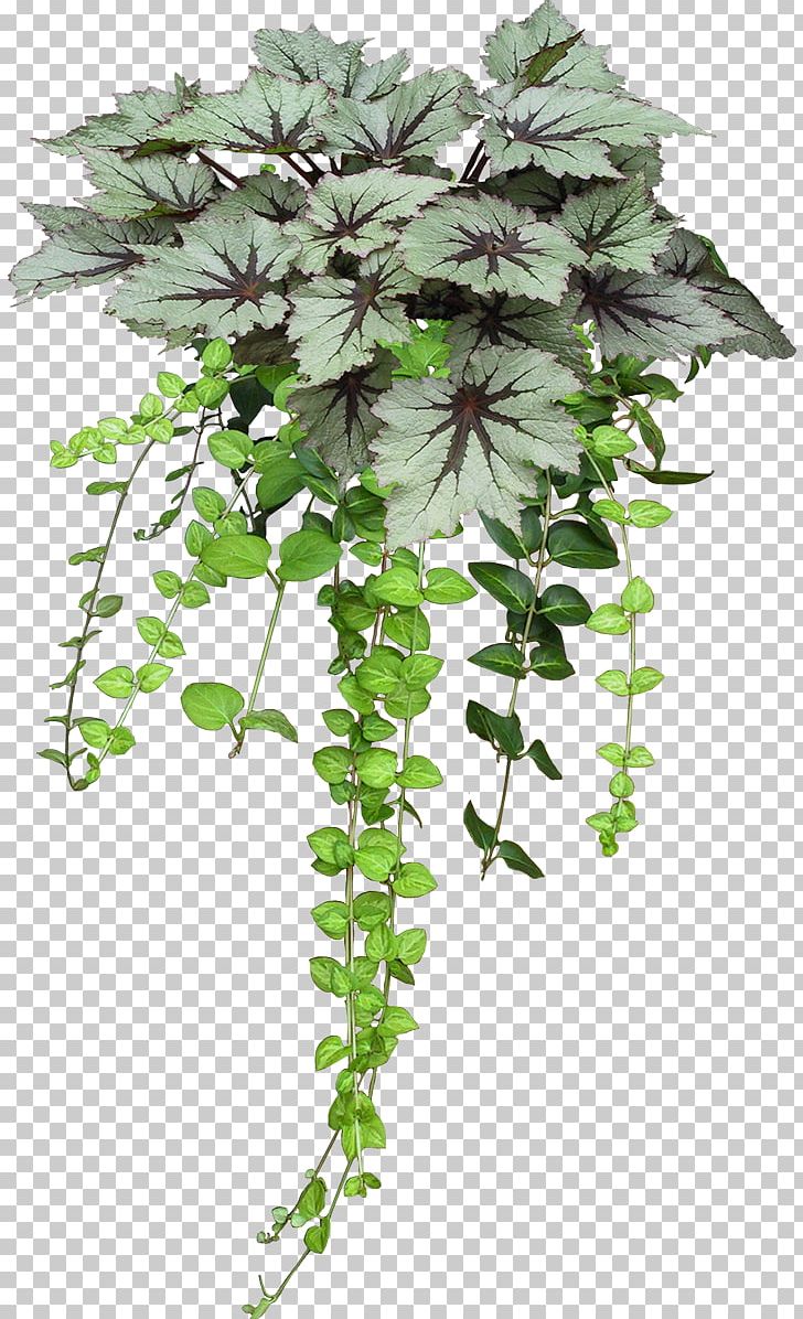 Flowerpot Plants Portable Network Graphics PNG, Clipart, Branch, Desktop Wallpaper, Flower, Flowering Plant, Flowerpot Free PNG Download