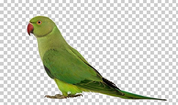Parrot Bird Rose-ringed Parakeet Budgerigar PNG, Clipart, Alexandrine Parakeet, Animals, Aviary, Beak, Bird Free PNG Download