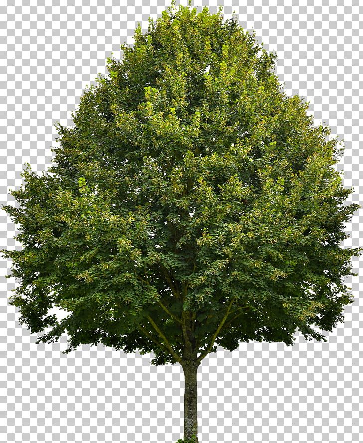 Red Maple Portia Tree Sugar Maple Oak PNG, Clipart, Birch, Branch, Conifer, Deciduous, Douglas Fir Free PNG Download