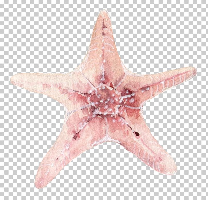 Starfish Seashell PNG, Clipart, Animals, Download, Echinoderm, Euclidean Vector, Gratis Free PNG Download