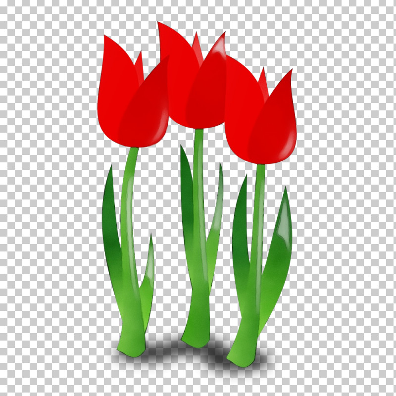 Tulip Flower Red Plant Petal PNG, Clipart, Coquelicot, Flower, Hippeastrum, Lady Tulip, Leaf Free PNG Download
