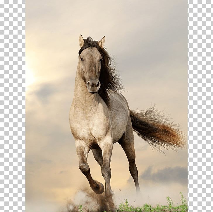 Clydesdale Horse Gallop Stallion Wild Horse Stock Photography PNG, Clipart, Black, Bridle, Desktop Wallpaper, Equestrian, Horse Free PNG Download