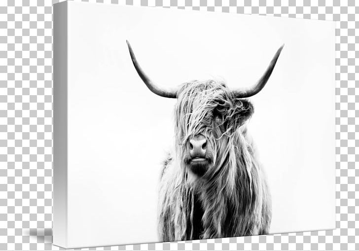 Highland Cattle Scottish Highlands Paper Printing Art PNG, Clipart, Black And White, Canvas Print, Cattle, Cattle Like Mammal, Cow Goat Family Free PNG Download