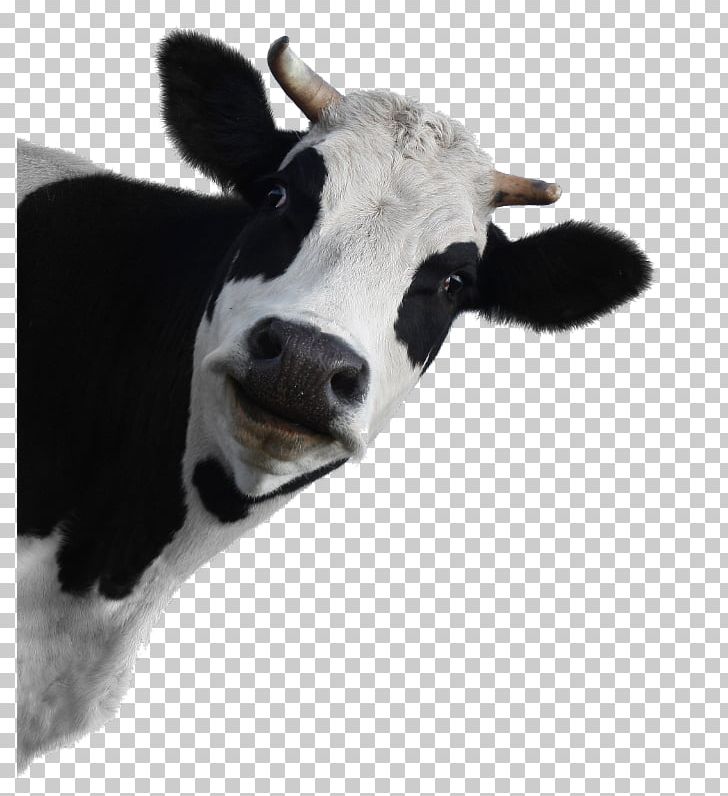 Holstein Friesian Cattle Milk Dairy Cattle Highland Cattle PNG, Clipart, Beef, Calf, Cash Cow, Cattle, Cattle Like Mammal Free PNG Download