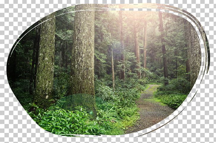 Rainforest Vegetation Nature Reserve Biome Tree PNG, Clipart, Biome, Ecosystem, Forest, Grass, Jungle Free PNG Download