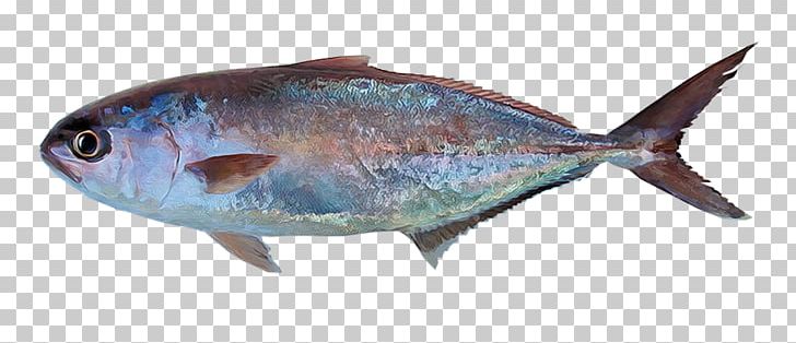 Sardine Mar De Grau Fish Sea Greater Amberjack PNG, Clipart, Almaco Jack, Animal Figure, Bonito, Bony Fish, Fauna Free PNG Download