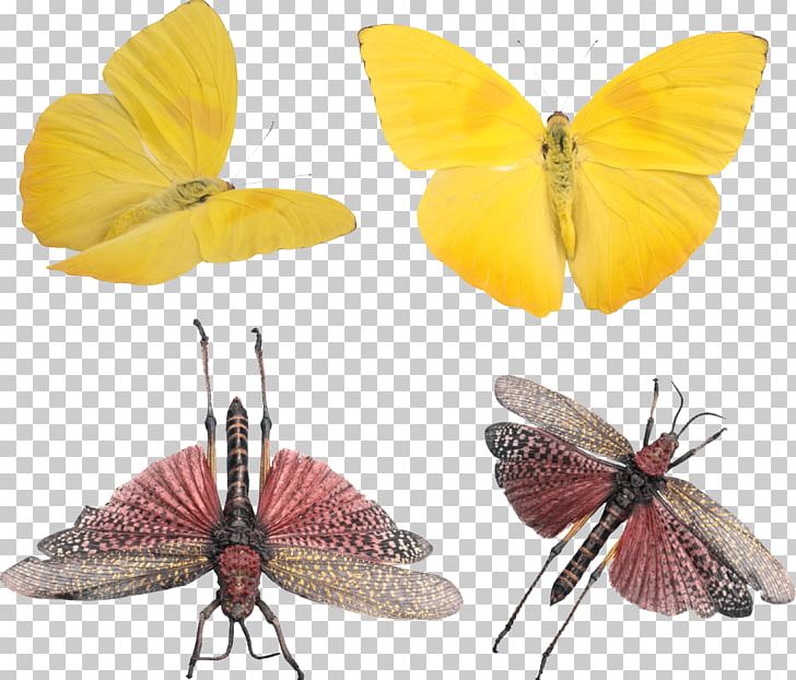 University Of Warmia And Mazury In Olsztyn Clouded Yellows University Of Warmia And Mazury Faculty Of Social Sciences Pedagogy Teoria Wychowania PNG, Clipart, Arthropod, Brush Footed Butterfly, Butterfly, Colias, Hospice Free PNG Download
