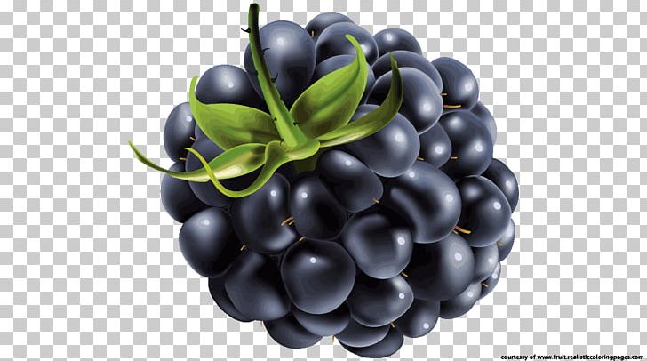 Blackberry PNG, Clipart, Berry, Bilberry, Bitmap, Blackberry, Computer Graphics Free PNG Download