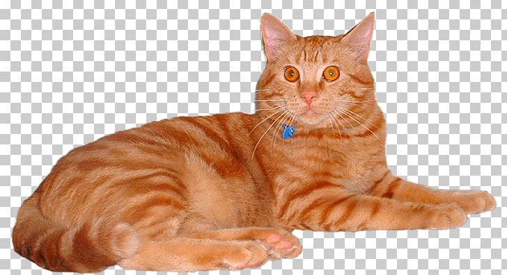 European Shorthair American Shorthair Toyger Ocicat Whiskers PNG, Clipart, American Shorthair, Animals, British Shorthair, California Spangled, Carnivoran Free PNG Download