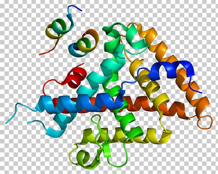 Liver Receptor Homolog-1 Amylase Lipase Wikipedia Protein PNG, Clipart, 5 A, Amylase, Animal Figure, Area, Artwork Free PNG Download
