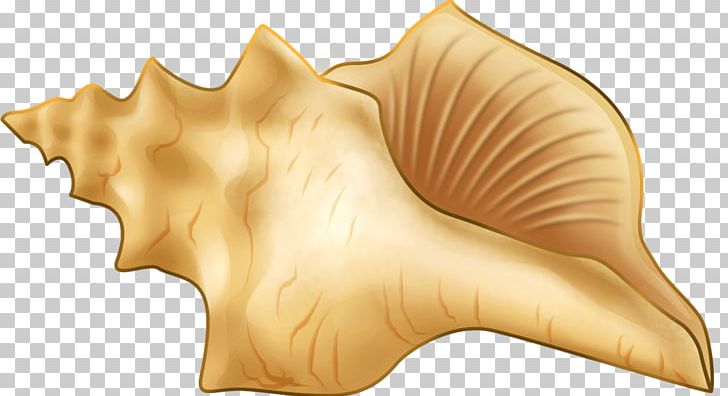 Seashell Sea Snail Conch PNG, Clipart, Bolinus Brandaris, Ear, Hand Drawn, Hand Drawn Arrows, Hand Painted Free PNG Download