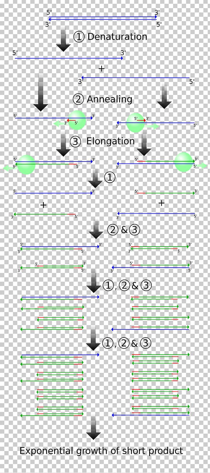 The Polymerase Chain Reaction DNA Polymerase Real-time Polymerase Chain Reaction PNG, Clipart, Angle, Area, Biochemistry, Dna, Enzyme Free PNG Download