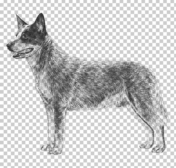 Australian Cattle Dog Australian Stumpy Tail Cattle Dog Puppy Australian Kelpie PNG, Clipart, Animals, Australian Cattle Dog, Carnivoran, Dog Breed, Dog Breed Group Free PNG Download