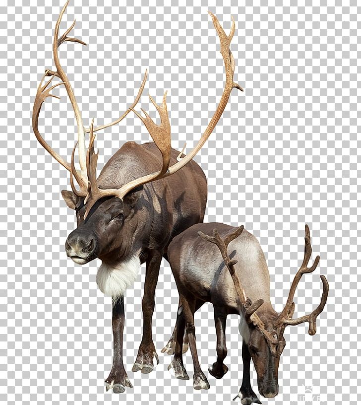 Reindeer Stock Photography PNG, Clipart,  Free PNG Download