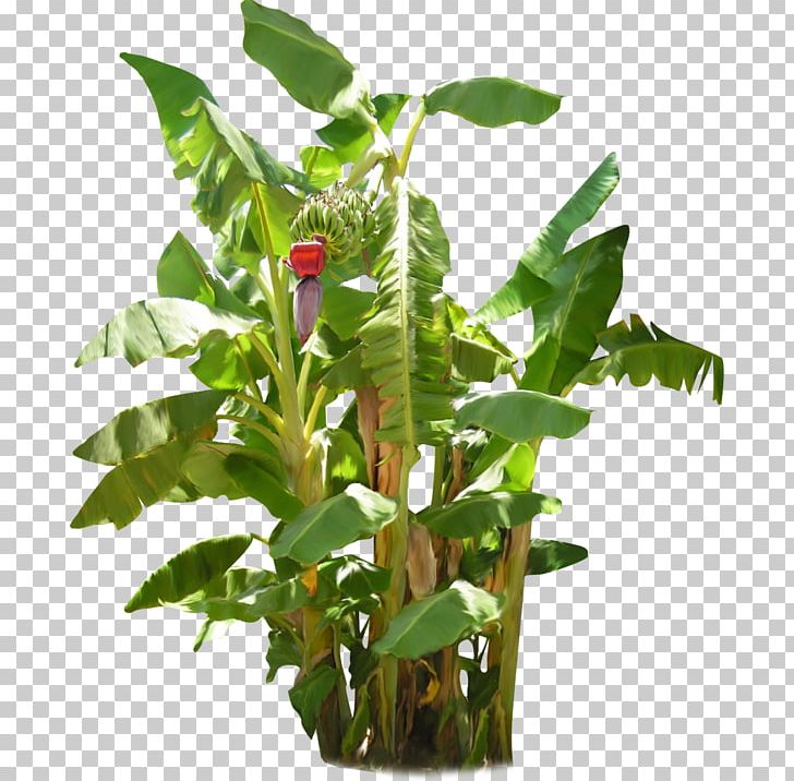 Banana Plant Fruit Tree PNG, Clipart, Arecaceae, Banana, Banana Passionfruit, Banana Plant, Branch Free PNG Download