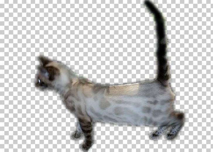 Bengal Cat American Shorthair Munchkin Cat Domestic Short-haired Cat Whiskers PNG, Clipart, Animal, Animals, Bengal, Bengal Cat, British Shorthair Free PNG Download