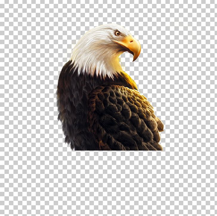 Shandong Business Eagle Icon PNG, Clipart, 58com, Accipitriformes, Animals, Bald Eagle, Beak Free PNG Download