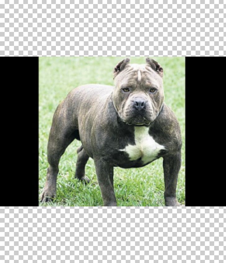 American Pit Bull Terrier Bulldog American Bully Boxer PNG, Clipart, American Bully, American Pit Bull Terrier, Animals, Boxer, Breed Free PNG Download