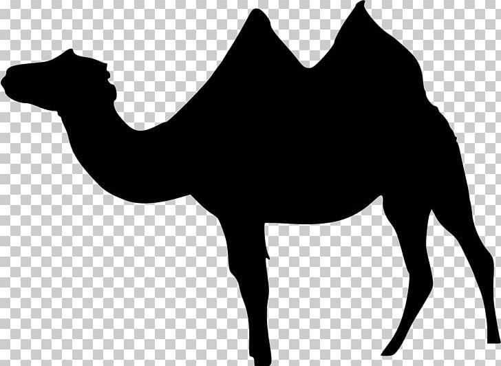 Dromedary Bactrian Camel Wadi Rum Llama PNG, Clipart, Bactrian Camel, Black And White, Camel, Camel Like Mammal, Desert Free PNG Download
