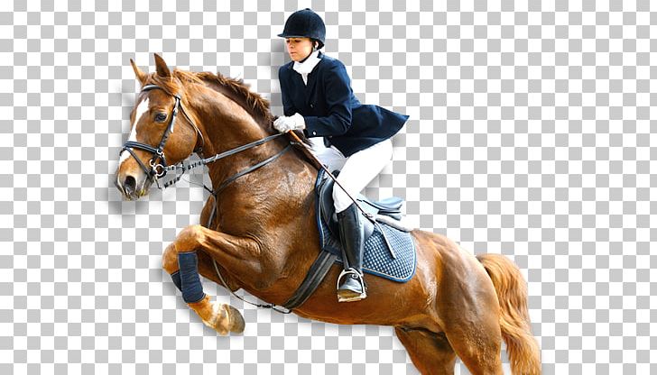 Horse Para-equestrian Show Jumping Equestrian Centre PNG, Clipart, Animal Sports, Collection, Dressage, Driving, Hores Free PNG Download