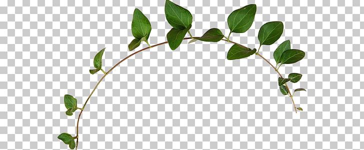 Vine Plant PNG, Clipart, Arama, Ayahuasca, Branch, Decoration, Download Free PNG Download