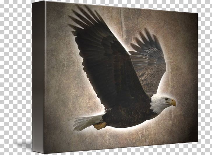 Bald Eagle Gallery Wrap Vulture Canvas Beak PNG, Clipart, Accipitriformes, Art, Bald Eagle, Beak, Bird Free PNG Download
