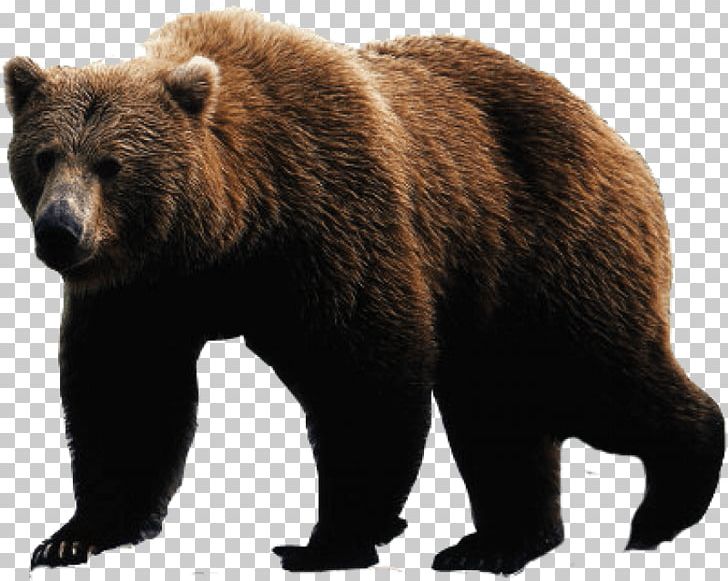 Polar Bear American Black Bear Grizzly Bear PNG, Clipart, Alaska Peninsula Brown Bear, American Black Bear, Bear, Brown Bear, California Grizzly Bear Free PNG Download