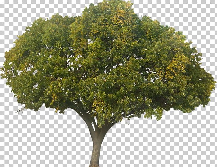 Tree Quercus Suber Plant PNG, Clipart, Architecture, Branch, Desktop Wallpaper, Nature, Oak Free PNG Download