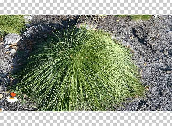 Plant Community Grasses Herb Groundcover PNG, Clipart, Community, Evergreen, Food Drinks, Grass, Grasses Free PNG Download