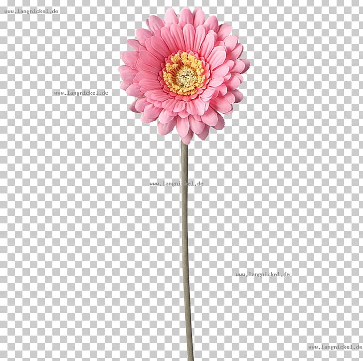 Transvaal Daisy Pink Daisy Family Cut Flowers PNG, Clipart, Artificial Flower, Color, Cut Flowers, Daisy Family, Flower Free PNG Download