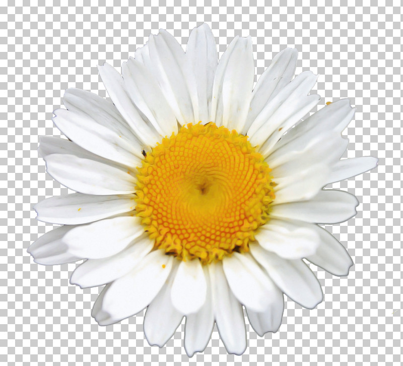 Common Daisy Chamomile Royalty-free Oxeye Daisy Photo Library PNG, Clipart, Chamomile, Common Daisy, Daisy Family, Marguerite Daisy, Oxeye Daisy Free PNG Download