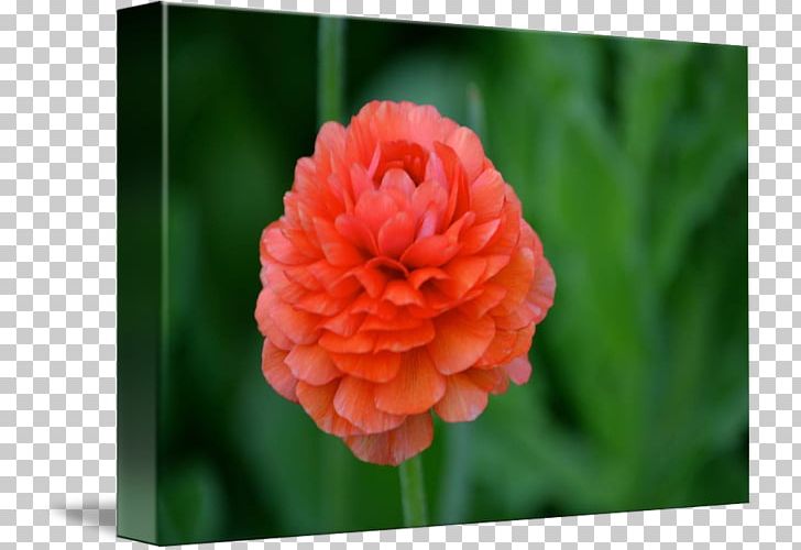 Carnation The Poppy Family Close-up Annual Plant PNG, Clipart, Annual Plant, Carnation, Closeup, Flower, Flowering Plant Free PNG Download