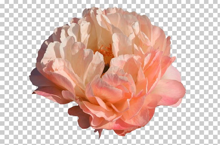 Peony Cabbage Rose Paeonia 'Coral Sunset' Cut Flowers PNG, Clipart,  Free PNG Download