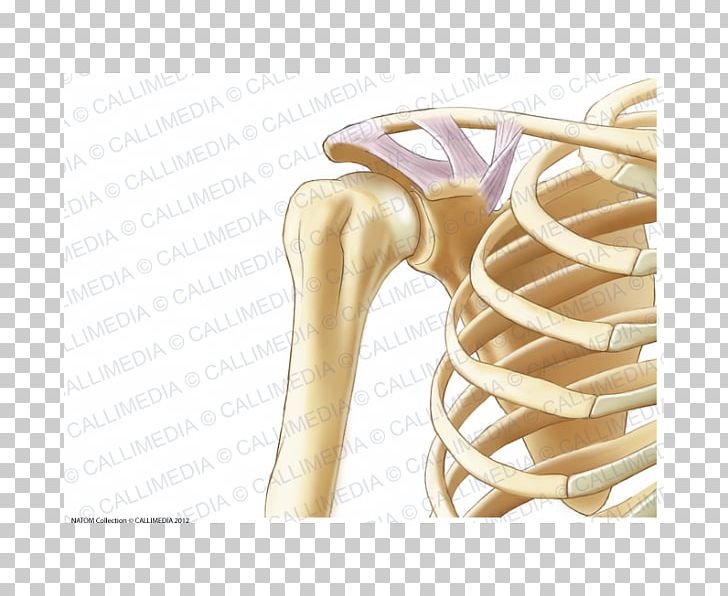 Anatomy Shoulder Coronal Plane Human Skeleton Bone PNG, Clipart, Acromion, Anatomy, Anterior, Arm, Bone Free PNG Download