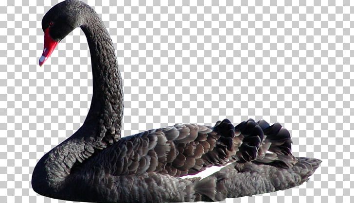 Black Swan Bird Goose Именинница Domestic Pigeon PNG, Clipart, Animals, Beak, Bird, Black Swan, Blog Free PNG Download