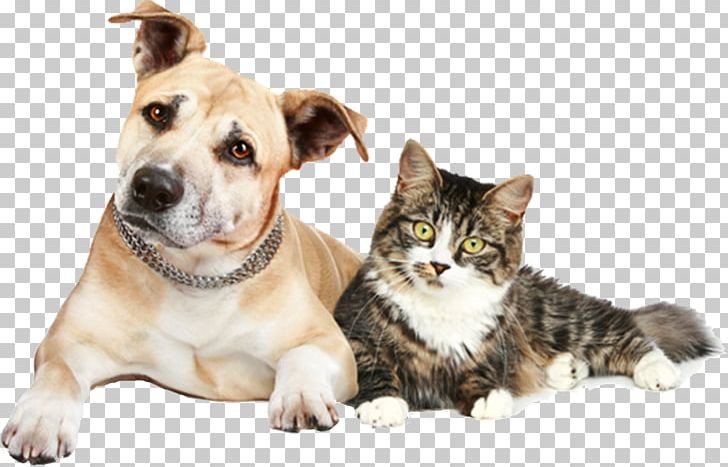 Cat Dog Ferret Kitten Pet PNG, Clipart, Animal, Animals, Animal Shelter, Basto, Cat Free PNG Download