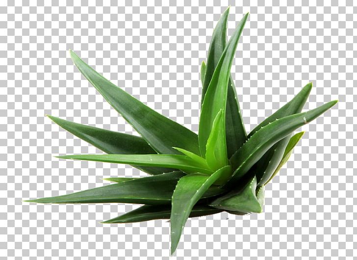 Dietary Supplement Aloe Vera Aloin Extract PNG, Clipart, Agave, Agave Azul, Aloe, Aloe Vera, Aloin Free PNG Download
