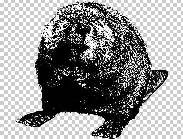 North American Beaver Black And White PNG, Clipart, Animals, Beaver, Biberfell, Black And White, Carnivoran Free PNG Download