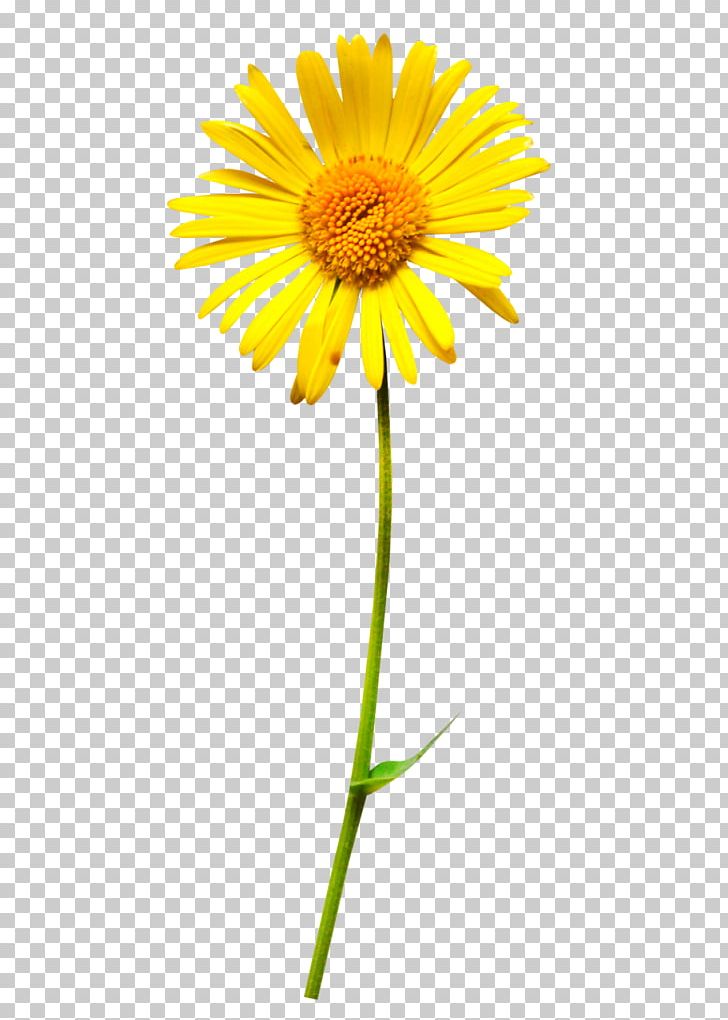Oxeye Daisy Flower PNG, Clipart, Annual Plant, Calendula, Common Sunflower, Computer Icons, Coneflower Free PNG Download