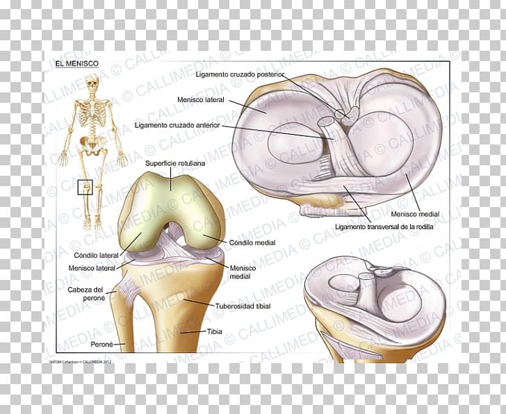Tear Of Meniscus Knee Joint PNG, Clipart, Angle, Arm, Bone, Drawing, Ear Free PNG Download