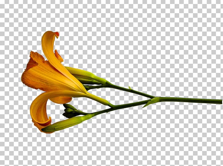 Flower Lilium Painting PNG, Clipart, Banco De Imagens, Bud, Daylily, Drawing, Flora Free PNG Download
