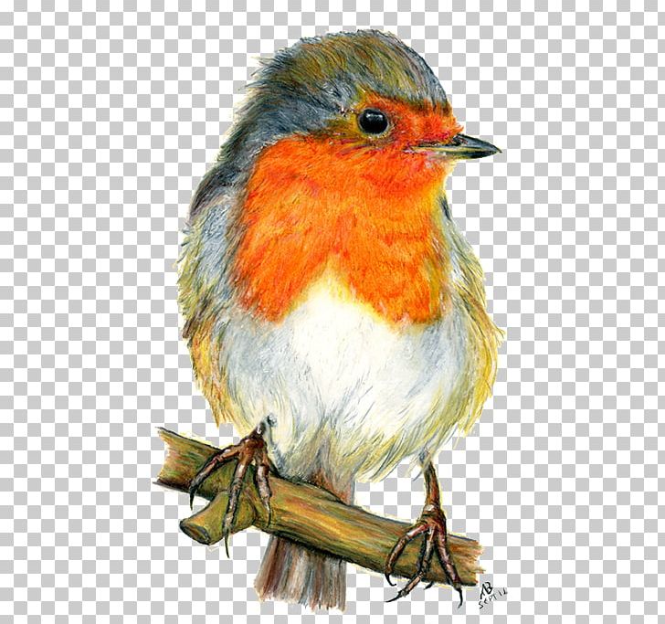 European Robin Bird Drawing Watercolor Painting PNG, Clipart, American Robin, Animals, Art, Artist, Beak Free PNG Download